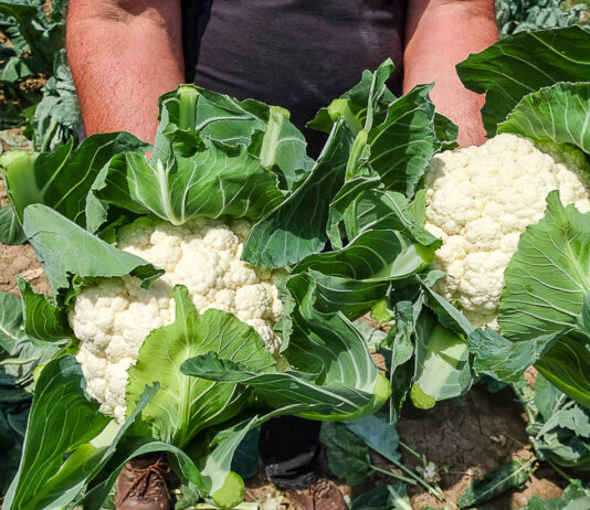 Wczesne kalafiory. Czy mamy odmiany idealne? kalafior odmiany