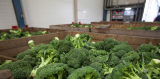 1-MCP a lepsze przechowywanie warzyw