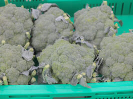 Technologia KA i DKA w przechowalnictwie warzyw – brokuł i sałata brokuł nie zawiązuje róż | warzywapolowe