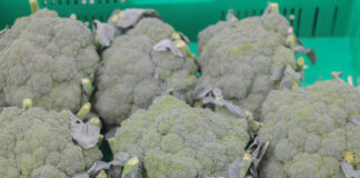 Technologia KA i DKA w przechowalnictwie warzyw – brokuł i sałata brokuł nie zawiązuje róż | warzywapolowe