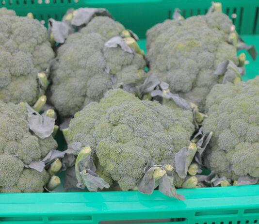 Technologia KA i DKA w przechowalnictwie warzyw – brokuł i sałata brokuł nie zawiązuje róż | warzywapolowe
