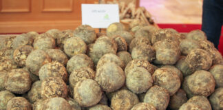 Podsumowanie nowości na dniach otwartych Rijk Zwaan. Cz. II