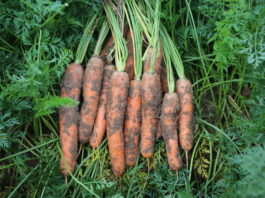 Co warto wiedzieć o uprawie marchwi Octavo F1?