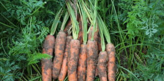 Co warto wiedzieć o uprawie marchwi Octavo F1?