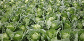 Najwcześniejsze kapusty już starują