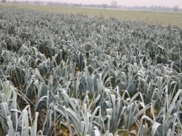 Te warzywa mają dać zarobić w tym sezonie