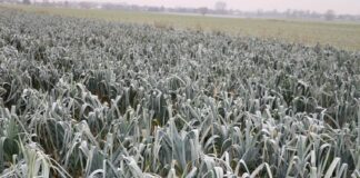 Te warzywa mają dać zarobić w tym sezonie