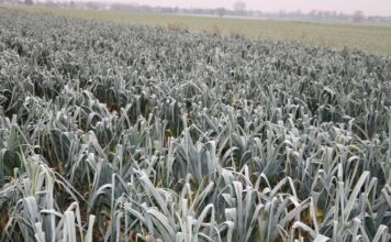 Te warzywa mają dać zarobić w tym sezonie