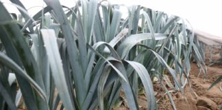 Pory – wstępna ocena przezimowania i nowe nasadzenia. FILMY