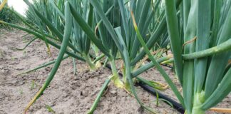 Cebule na 2024. Cz. II Choroby i szkodniki