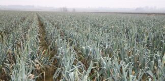 Kondycja porów przed zimą