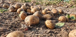 Zbiory ziemniaków w UE w 2020 roku