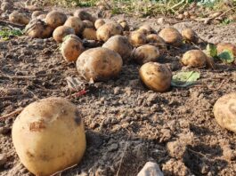 Rynek ziemniaków na zachodzie UE