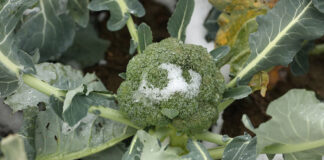 Hiszpania pod śniegiem – ceny warzyw wyjątkowo wysokie