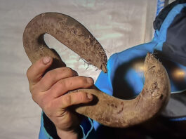 Jest afera o krzywe buraki