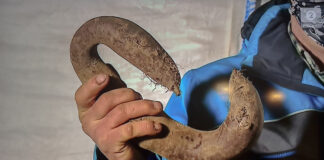 Jest afera o krzywe buraki