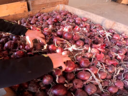 Co „szeleści” w przechowalniach