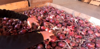 Co „szeleści” w przechowalniach