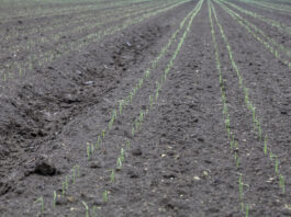 Stosowanie herbicydów w uprawie warzyw polowych