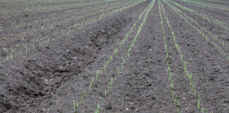 Stosowanie herbicydów w uprawie warzyw polowych