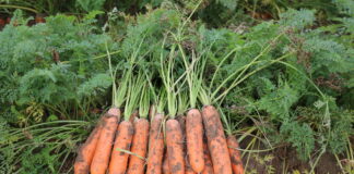 Marchew na zbiór wczesny czy do długiego przechowywania? Polydor F1