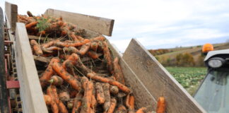 Oceniamy trzy odmiany marchwi: wczesną Subito F1, nowość Polydor F1 i topową Octavo F1 Subito F1