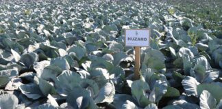 Produkcja wysokiej jakości warzyw