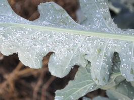 Mączlik warzywny szkodnik „ciepłych lat” mączlik warzywany