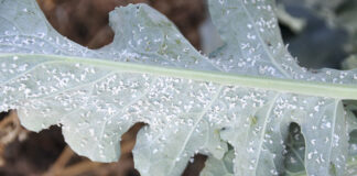 Mączlik warzywny szkodnik „ciepłych lat” mączlik warzywany