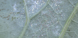 Mączlik warzywny zasiedla coraz więcej gatunków warzyw (komunikat warzywniczy 4 lipiec 2022) mączlik warzywany