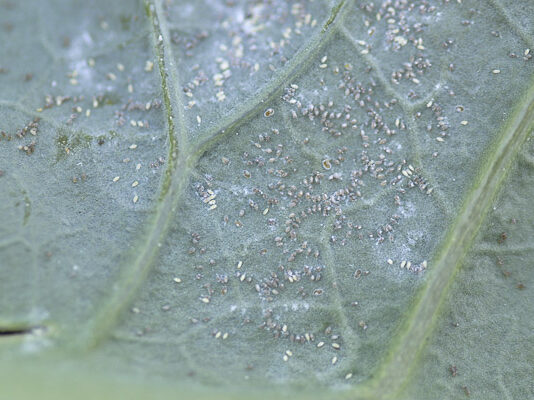 Mączlik warzywny zasiedla coraz więcej gatunków warzyw (komunikat warzywniczy 4 lipiec 2022) mączlik warzywany