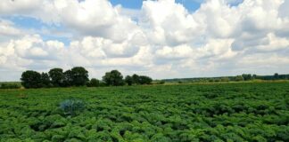 Ekologiczne produkcja warzyw w praktyce