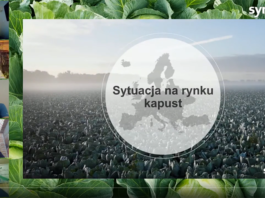 Rynek kapusty – czy jest nadzieja na stabilizację?
