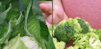 Kalafiory i brokuły – na przemysł, czy na świeży rynek?