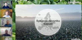 Rynek kapusty – czy jest nadzieja na stabilizację?