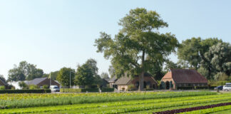 Ekologiczna produkcja warzyw. Czy warto się przestawić?