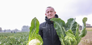 Kalafior tani w produkcji, idealny dla przemysłu i na świeży rynek