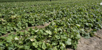 Fertygacja ogórków gruntowych