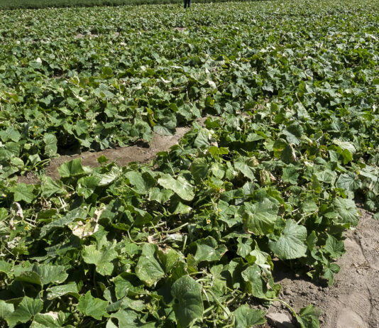 Fertygacja ogórków gruntowych