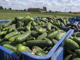 Czy 100 ton + z ha jest możliwe w uprawie ogórka gruntowego?