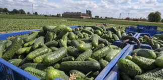 Czy 100 ton + z ha jest możliwe w uprawie ogórka gruntowego?