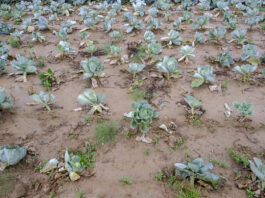 Co robić, gdy pojawia się kiła kapusty? FILM