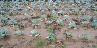 Co robić, gdy pojawia się kiła kapusty? FILM