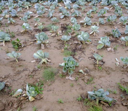 Co robić, gdy pojawia się kiła kapusty? FILM