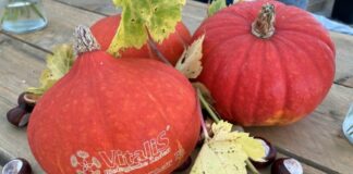 Dynie coraz ważniejszym kierunkiem produkcji warzywniczej