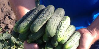 Trendy w uprawie ogórków gruntowych. Odmiany Cz. II