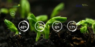 Polysulphate – najlepszy wybór, aby uzyskać wyższe plony