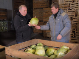 Kapusty zielone na polu i w przechowalni. FILM