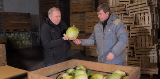 Kapusty zielone na polu i w przechowalni. FILM