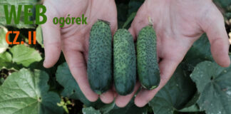 Ogórki gruntowe, małe ogórki – odmiany. Atomic, Allianz, Atlantis, Akord, Nadusha małe ogórki